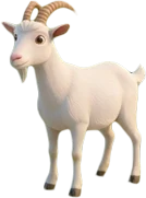 Goat